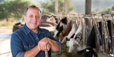 farmer feeding dairy cows